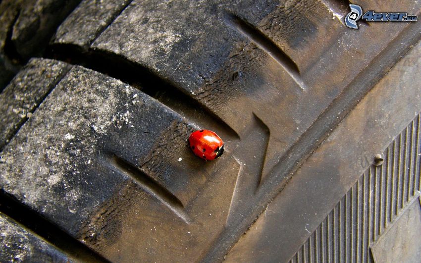 ladybug, tire