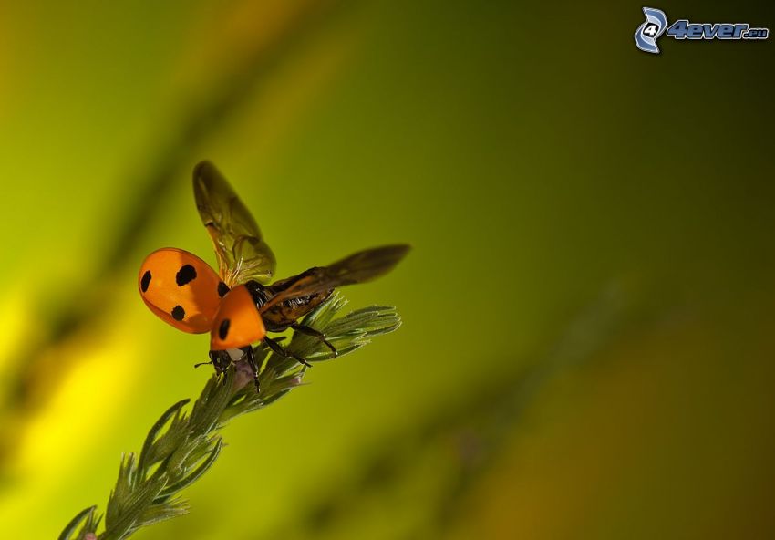 ladybug, wings, plant
