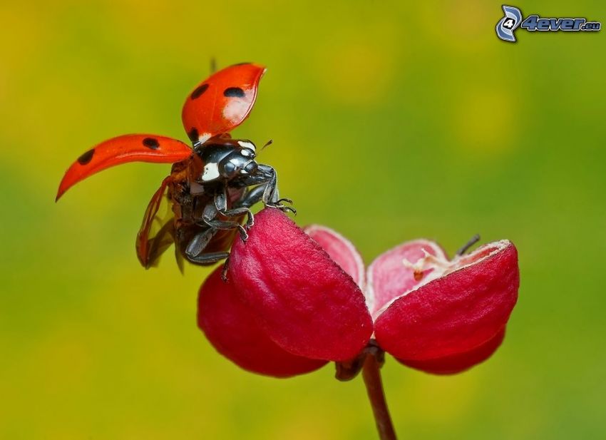 ladybug, wings, red flower