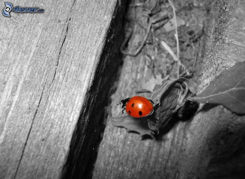 ladybug, wood, leaves, black and white