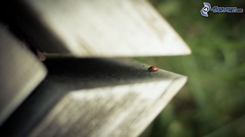 ladybug, wood