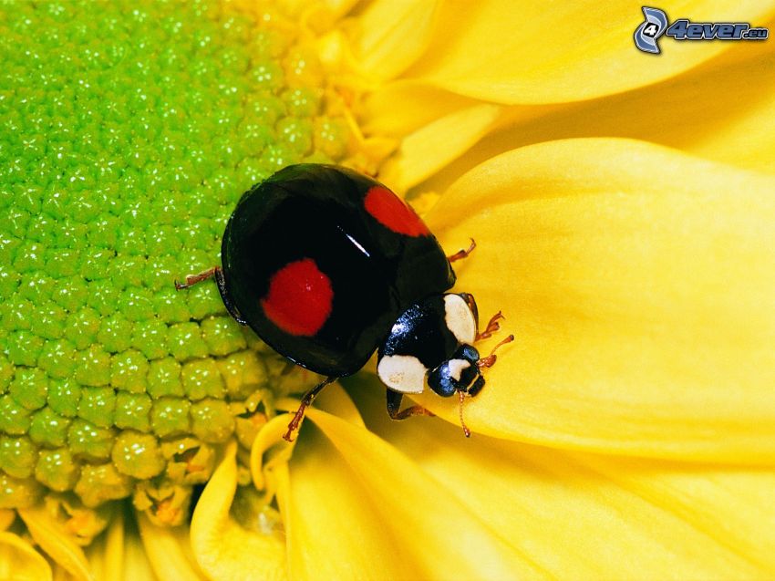 ladybug, yellow flower, macro