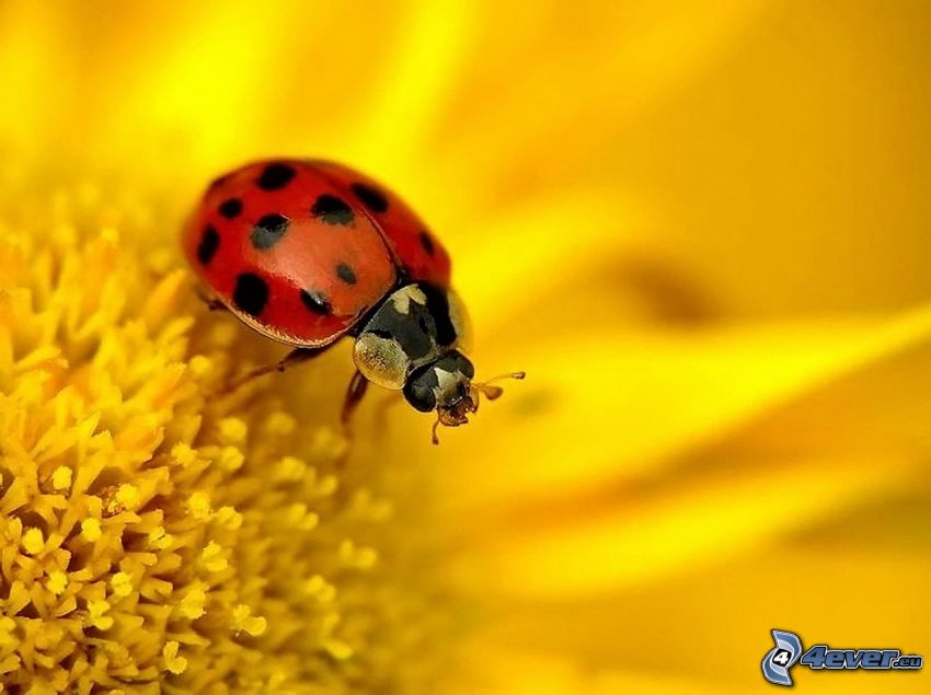 ladybug, yellow flower