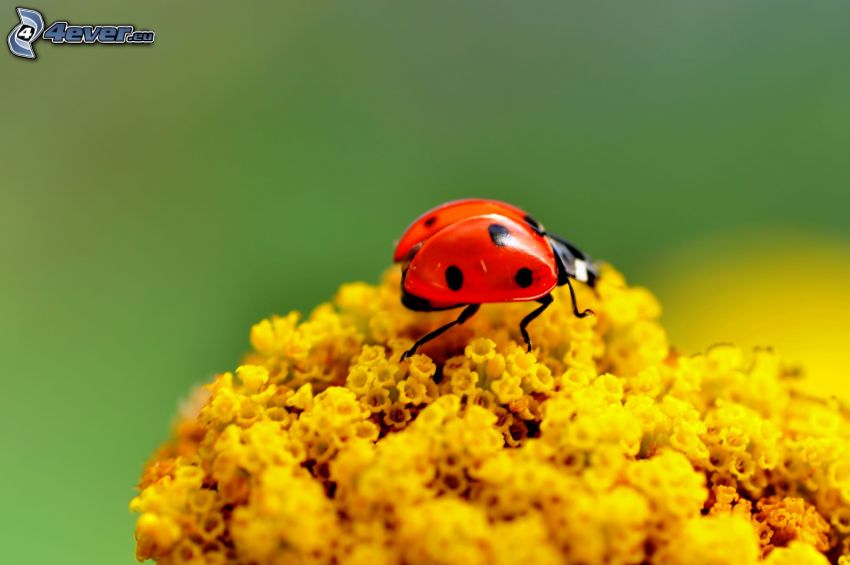 ladybug, yellow flowers