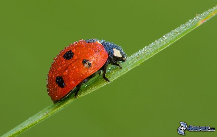 ladybug on a leaf, dew