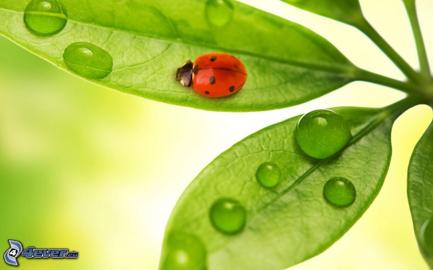 ladybug on a leaf, drops of water