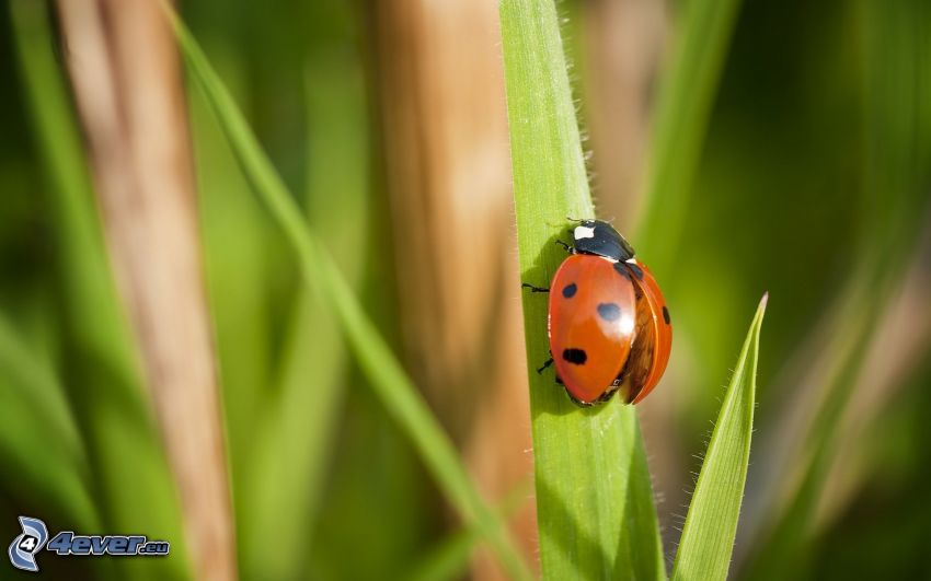 ladybug on a leaf, grass