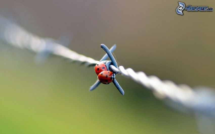 ladybugs, barbed wire