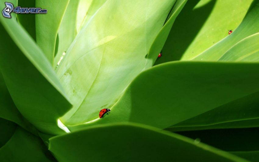 ladybugs, green leaves