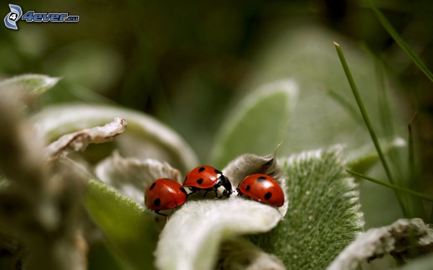 ladybugs, leaves