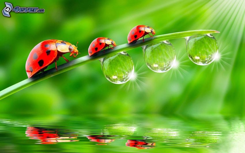 ladybugs and dew, leaf, drops of water