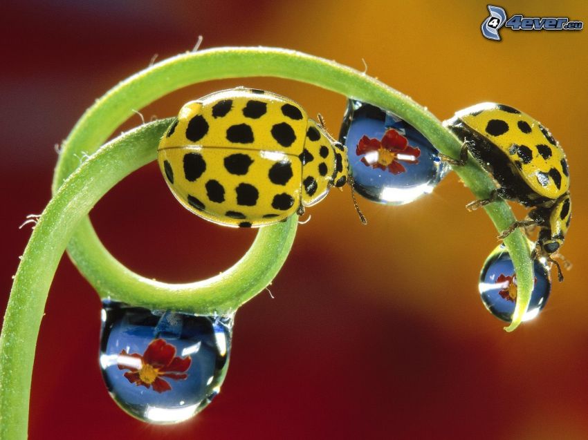ladybugs and dew, stem, drops of water, red flowers