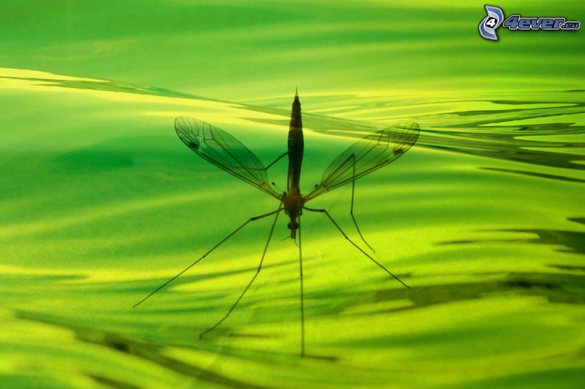 mosquito, green water