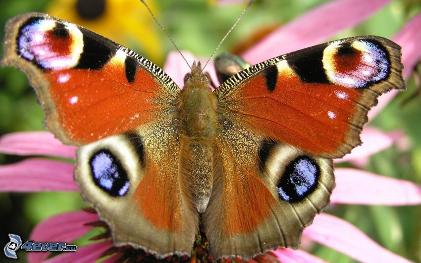 peacock butterfly, butterfly on flower