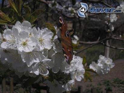 peacock butterfly, cherry, white flower