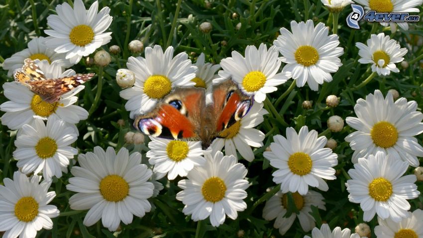 peacock butterfly, daisies