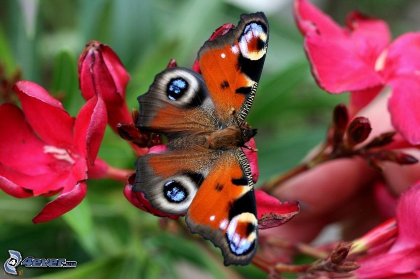 peacock butterfly, pink flowers