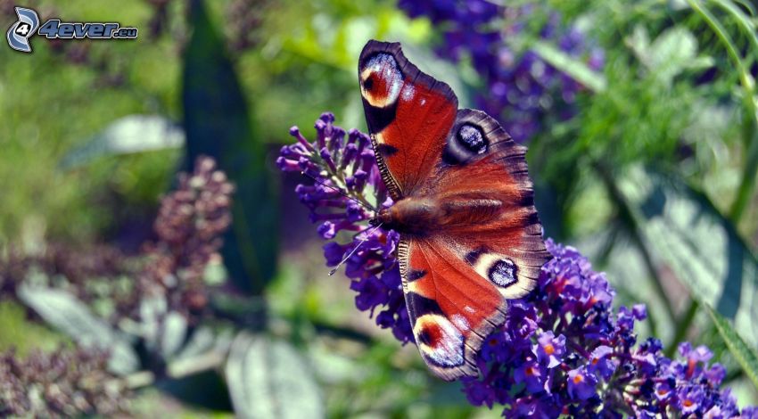 peacock butterfly, purple flower