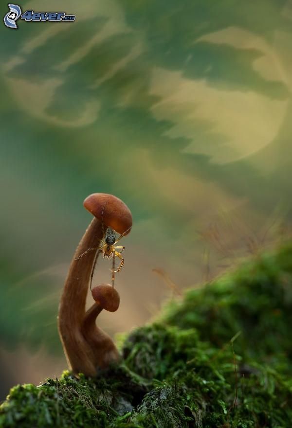 spider, mushroom