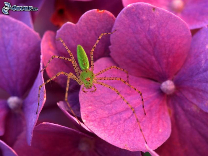 spider, purple flower