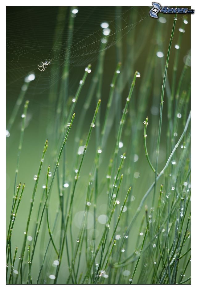 spider, spider web, plants, drops of water