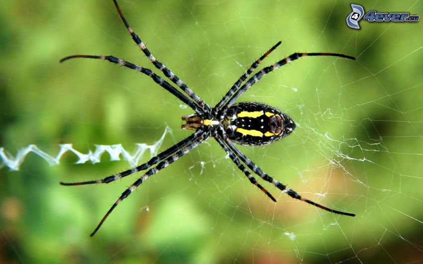 spider on spider web