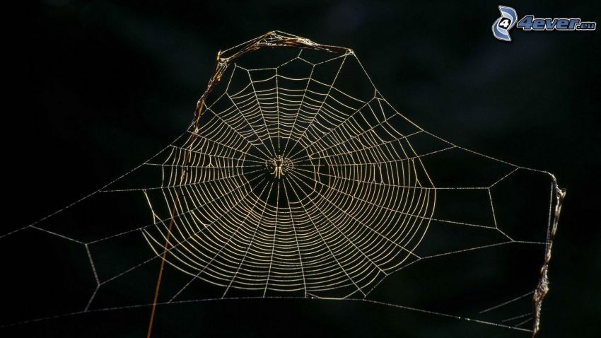 spider web, spider