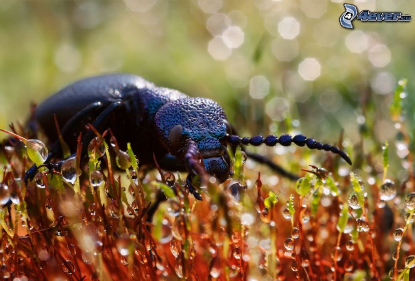 stag-beetle, drops of water, macro