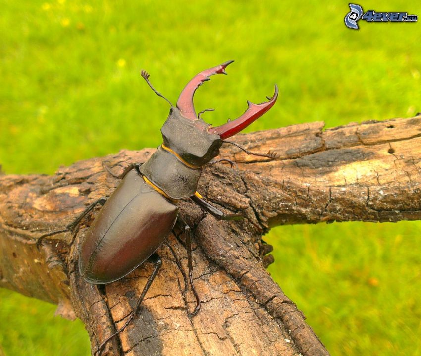 stag-beetle, dry branch