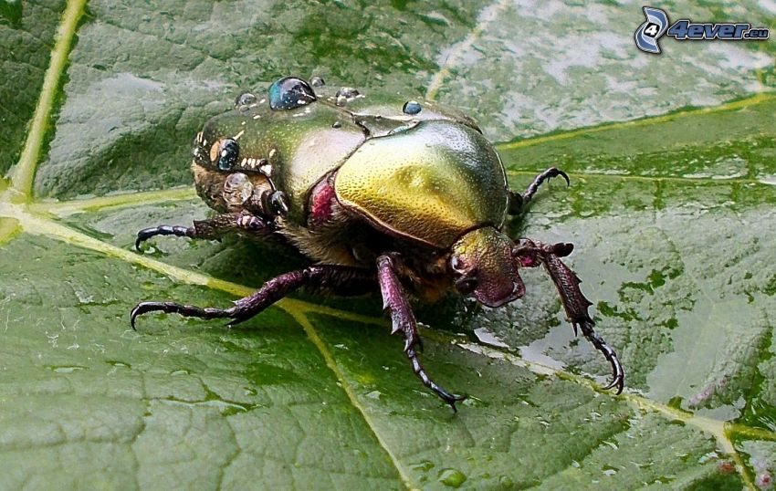 stag-beetle, green leaf