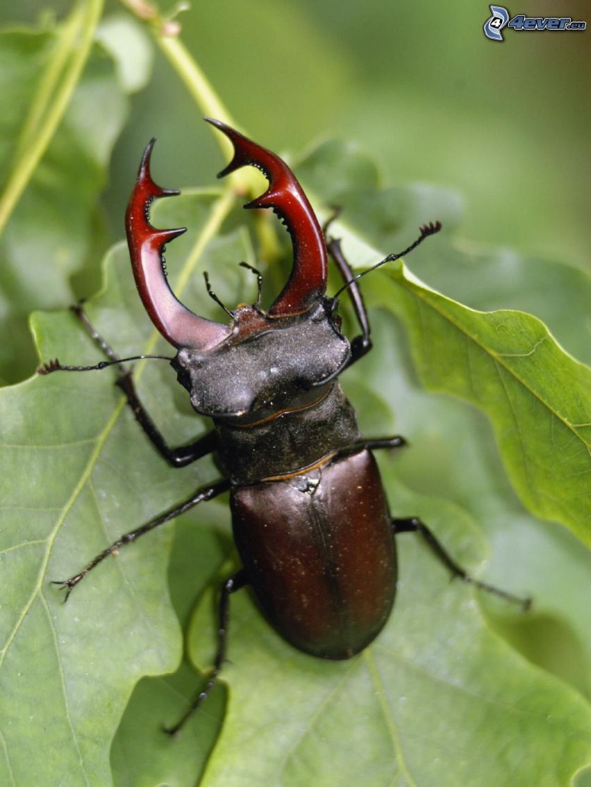 stag-beetle, green leaves