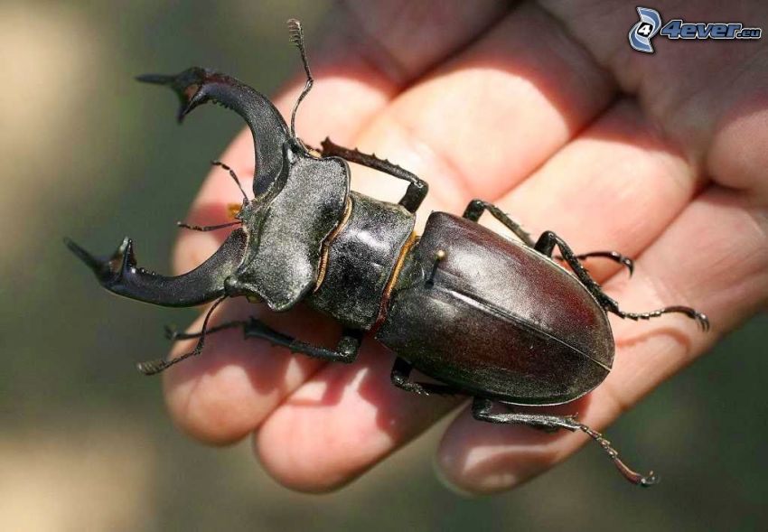 stag-beetle, hand, fingers