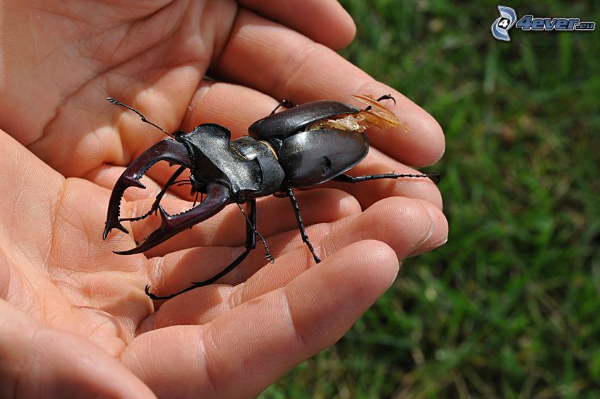 stag-beetle, hands