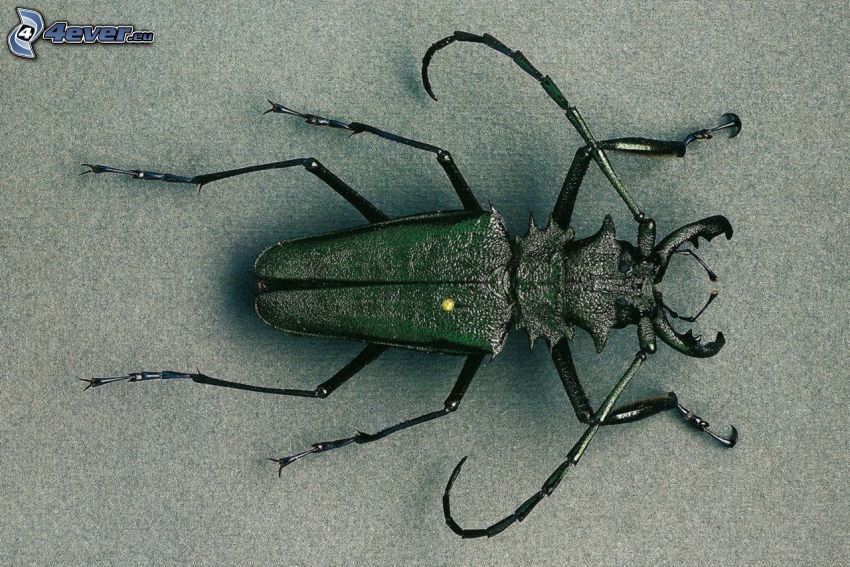 stag-beetle, macro