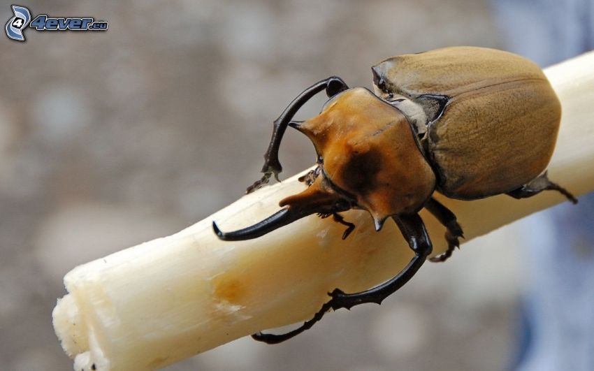 stag-beetle, macro