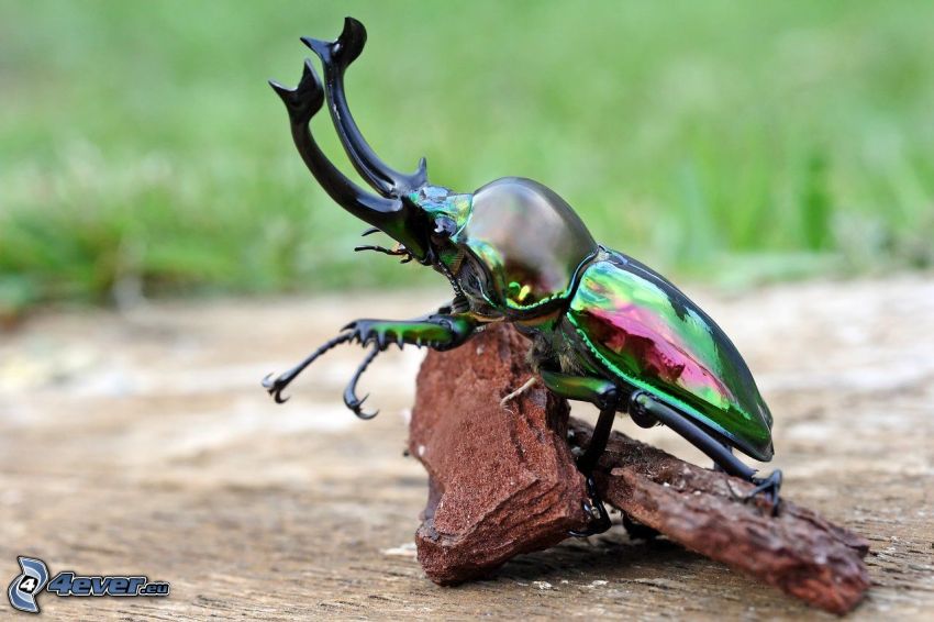 stag-beetle, rocks