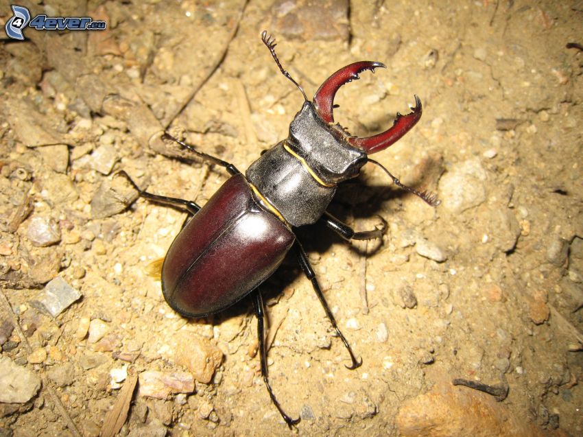 stag-beetle