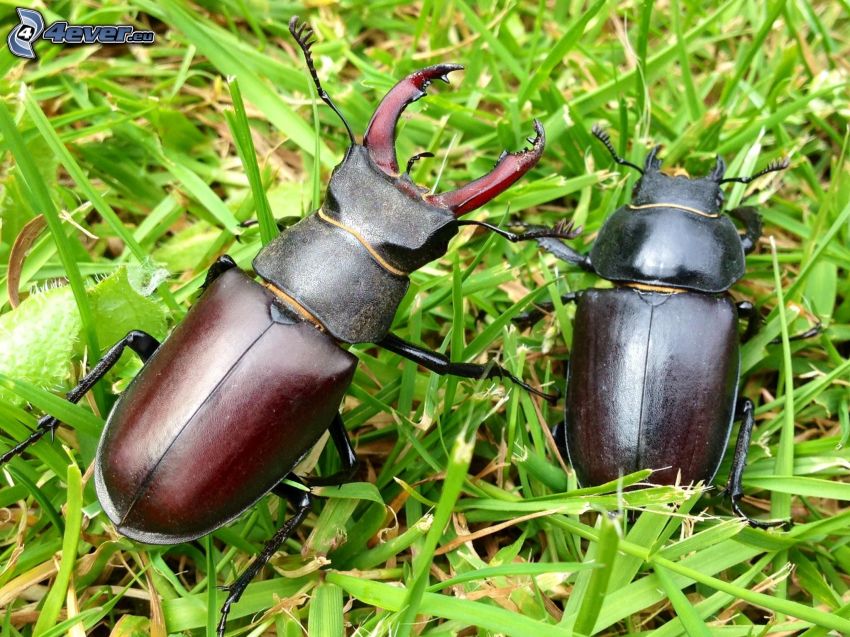 stag-beetles, grass