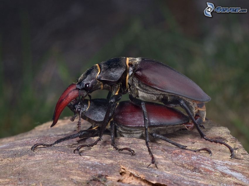 stag-beetles, mating