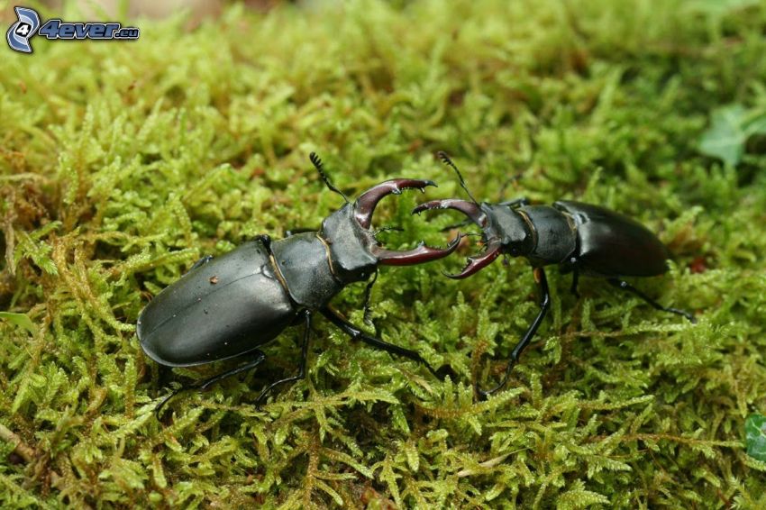 stag-beetles, moss