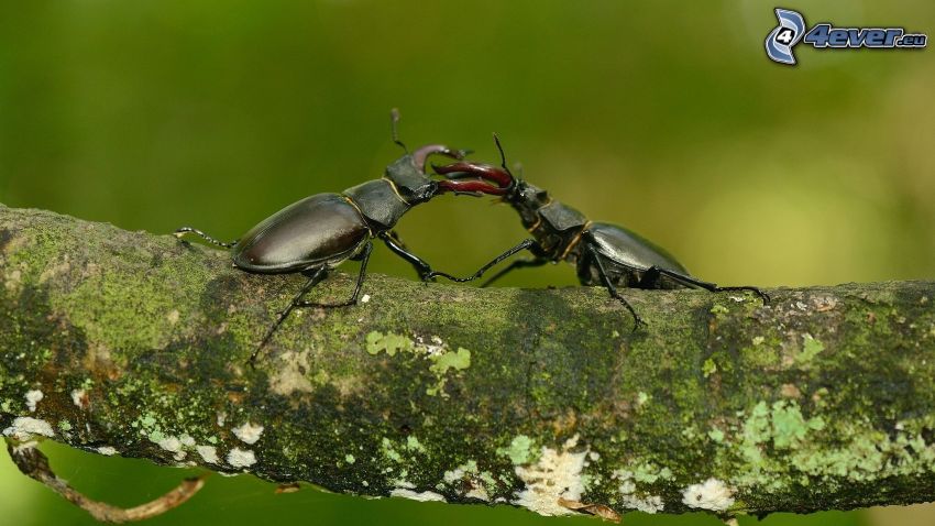 stag-beetles, wood