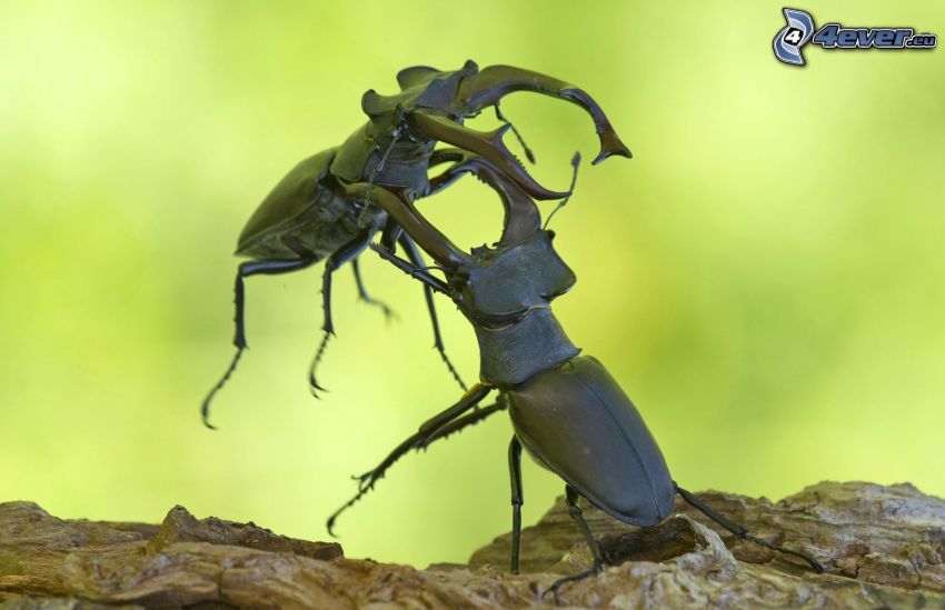 stag-beetles