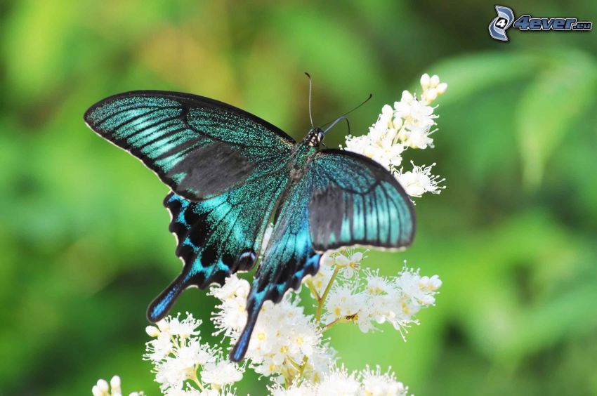 Swallowtail, blue butterfly, white flower