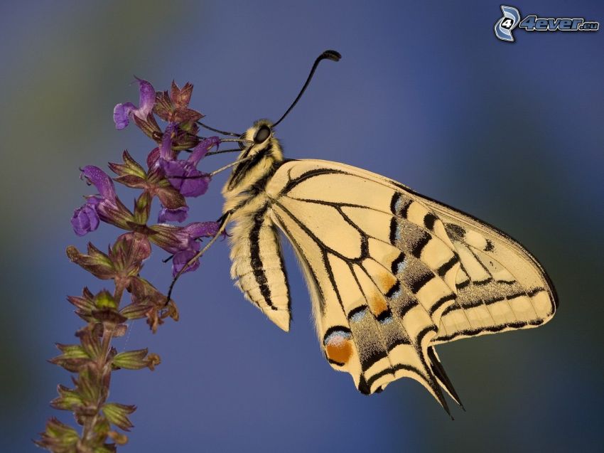 Swallowtail, butterfly on flower, macro