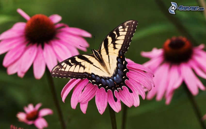 Swallowtail, butterfly on flower, pink flowers