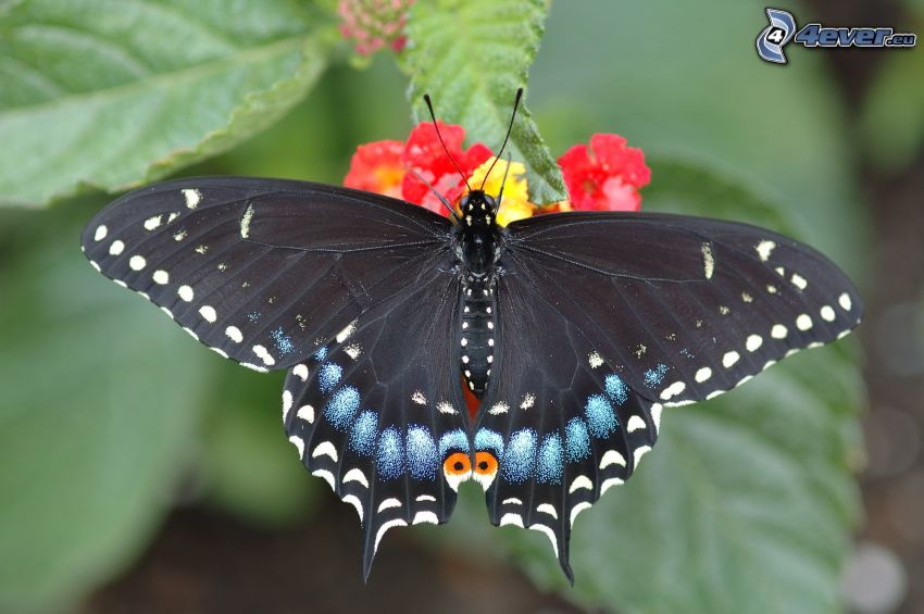 Swallowtail, macro, butterfly on flower