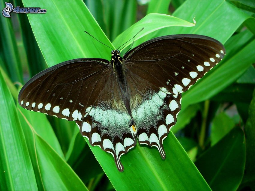 Swallowtail, macro, green leaves