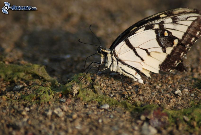 Swallowtail, macro
