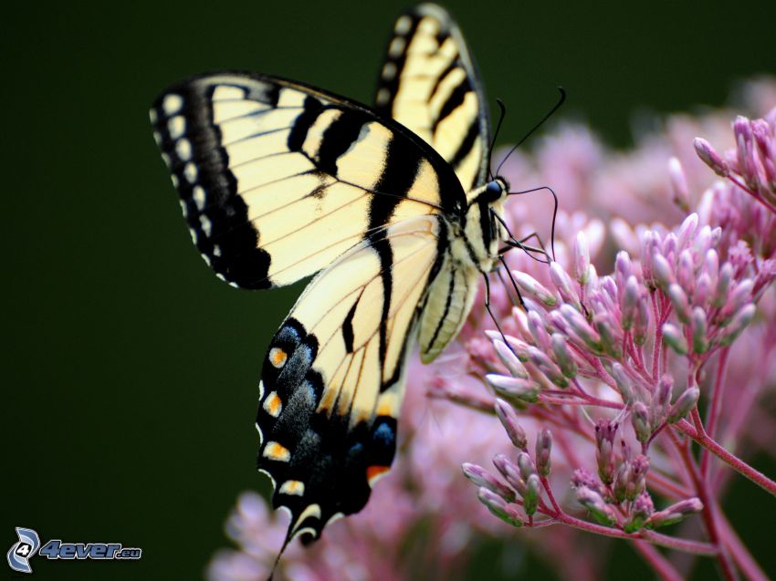 Swallowtail, pink flower, macro