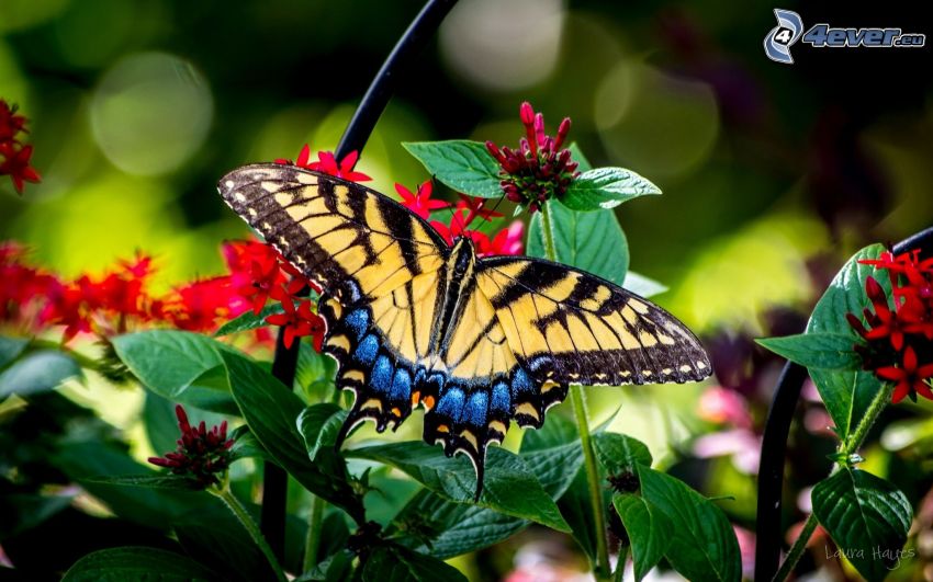 Swallowtail, red flowers